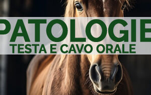 Patologie testa e cavo orale